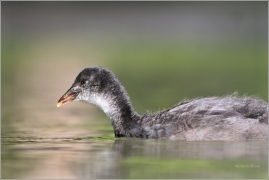 <p>LYSKA ČERNÁ (Fulica atra) /Eurasian coot - Blässhunh/</p>